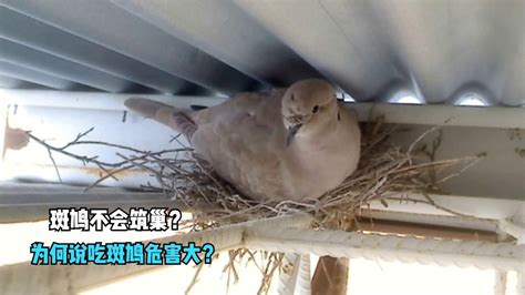 斑鳩死掉